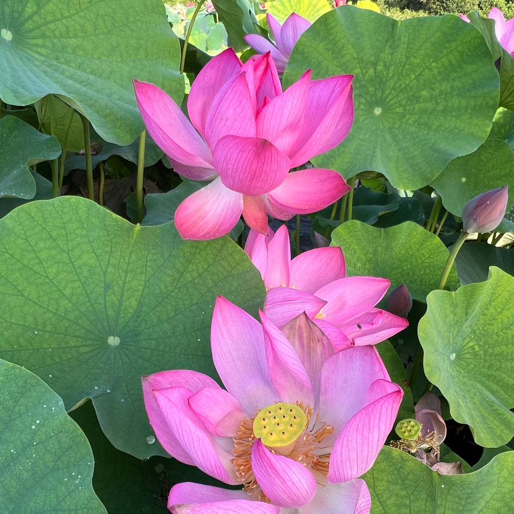 2025 Songcheng Summer Lotus - Ten Mile Creek Nursery