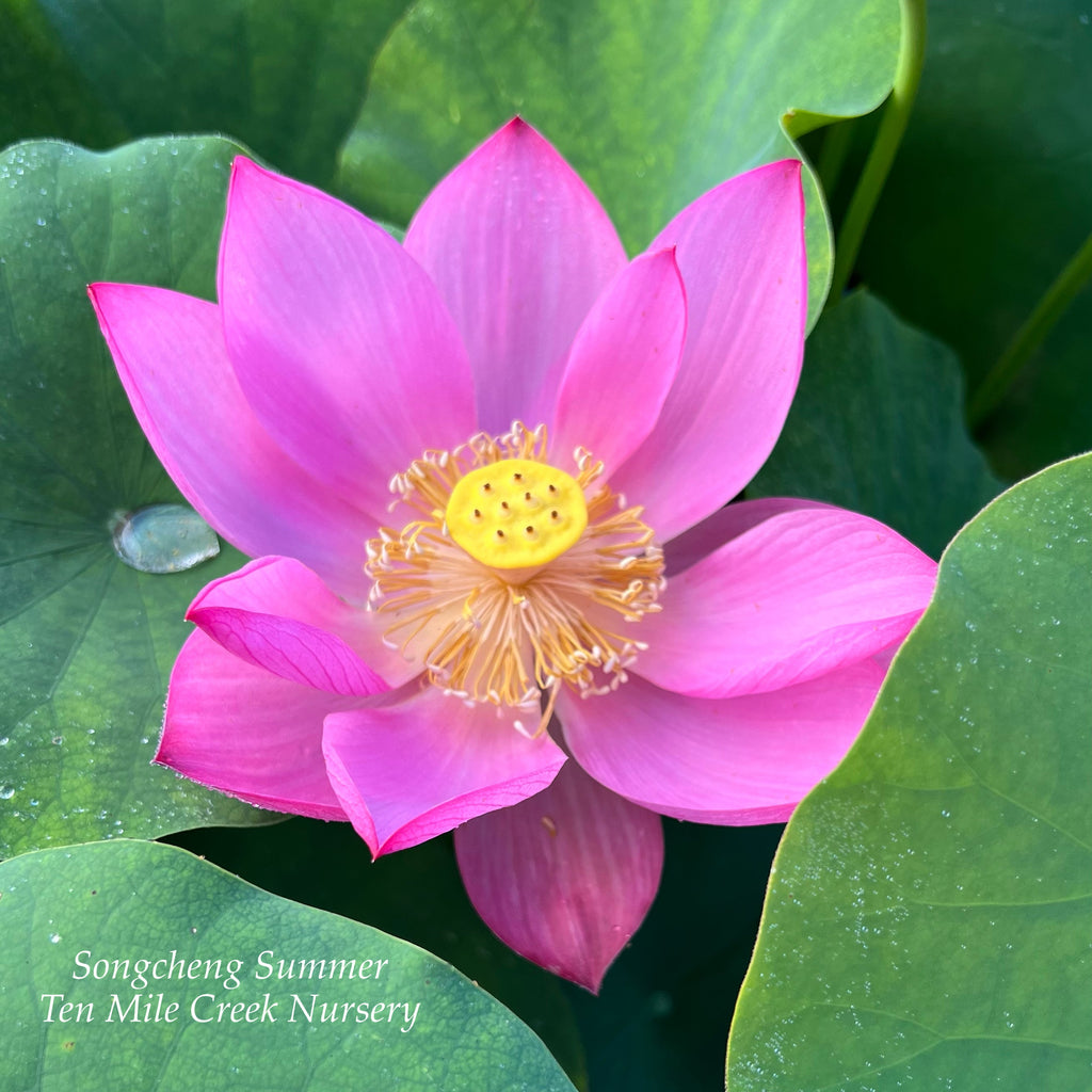 2025 Songcheng Summer Lotus - Ten Mile Creek Nursery