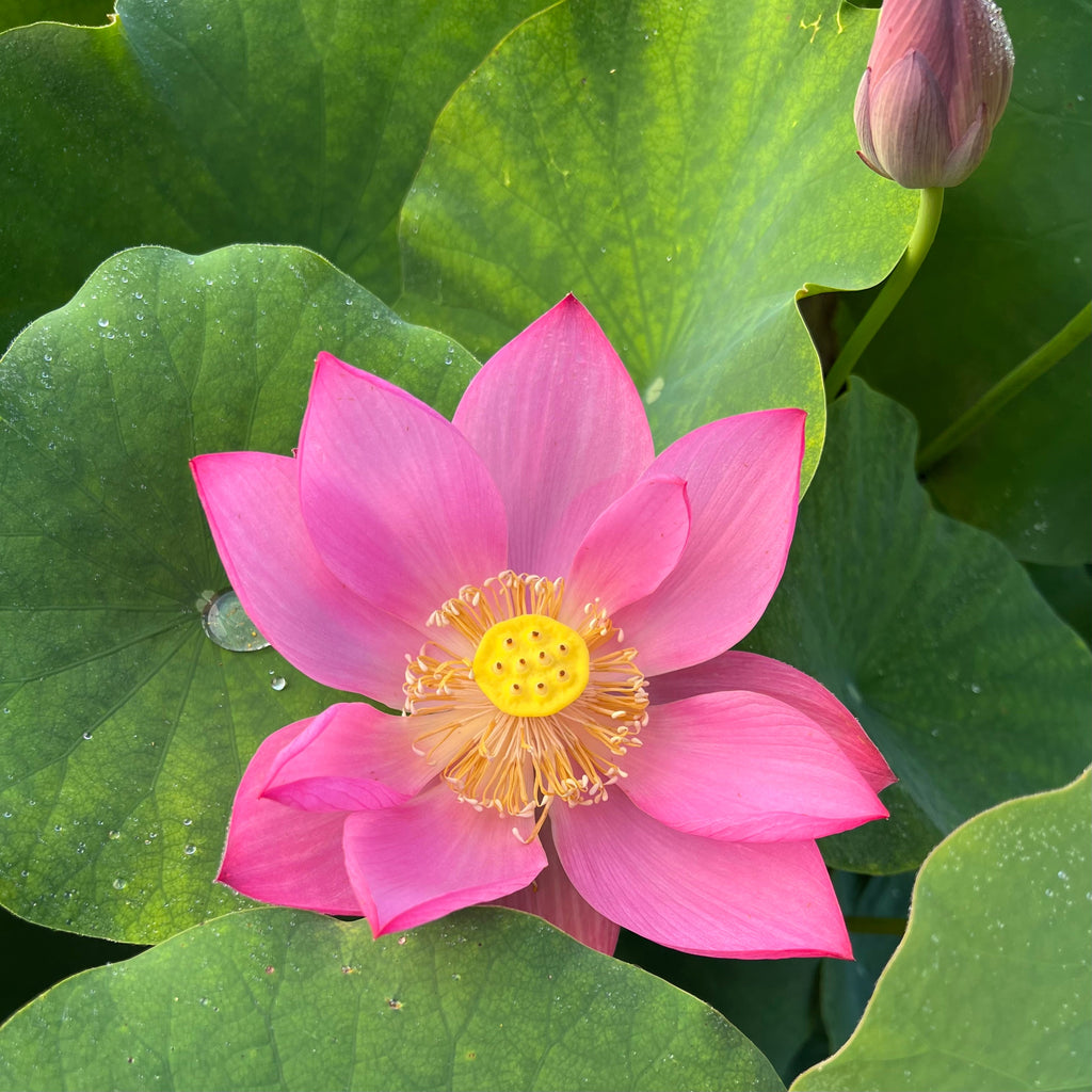 2025 Songcheng Summer Lotus - Ten Mile Creek Nursery