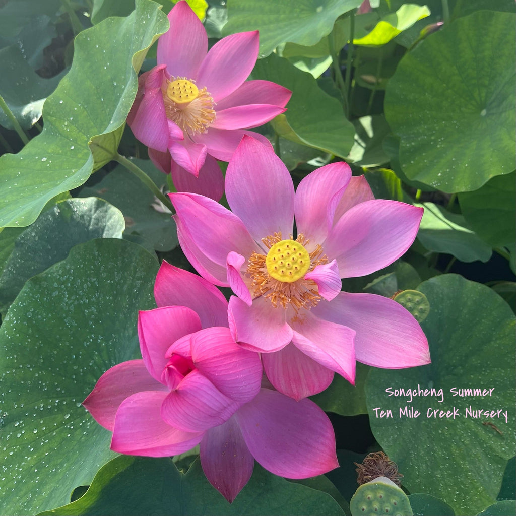 2025 Songcheng Summer Lotus - Ten Mile Creek Nursery