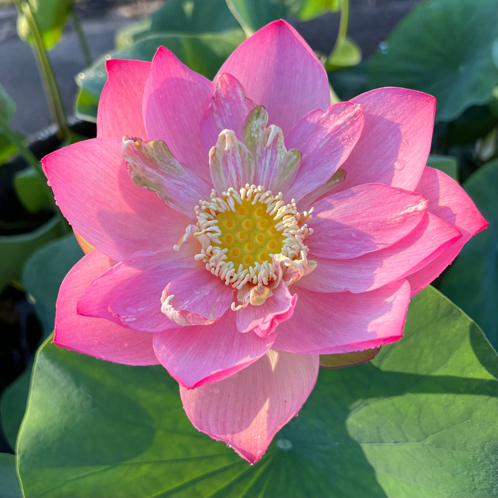 2025 Taicheng Jasper Lotus - Ten Mile Creek Nursery