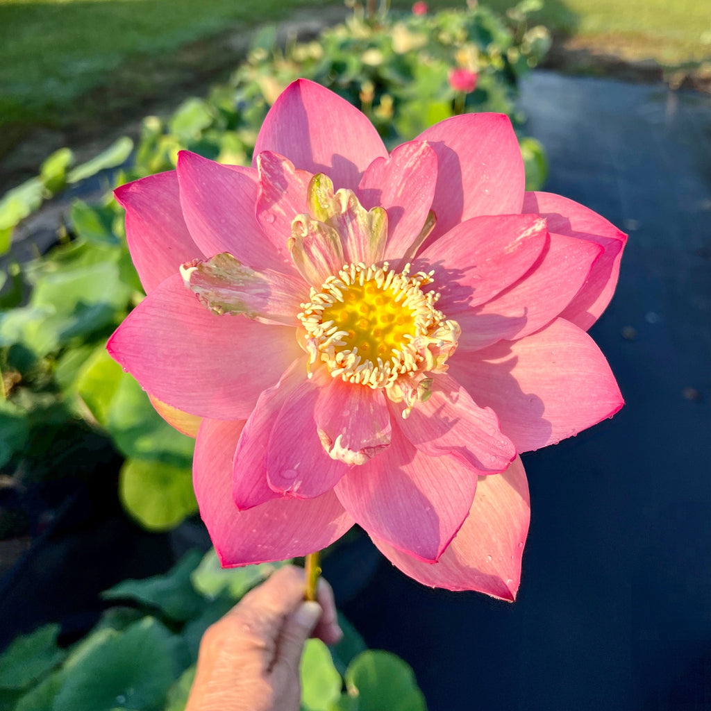 2025 Taicheng Jasper Lotus - Ten Mile Creek Nursery