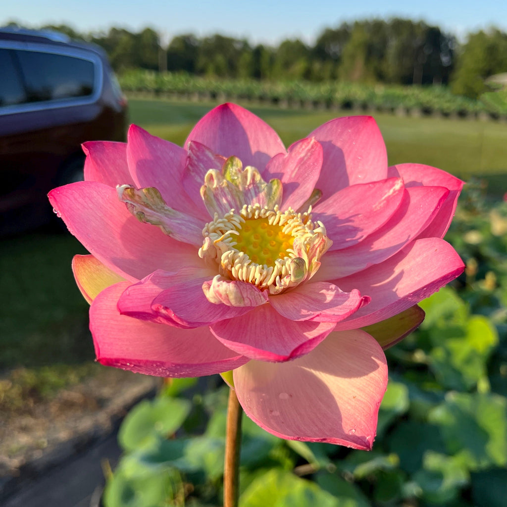 2025 Taicheng Jasper Lotus - Ten Mile Creek Nursery