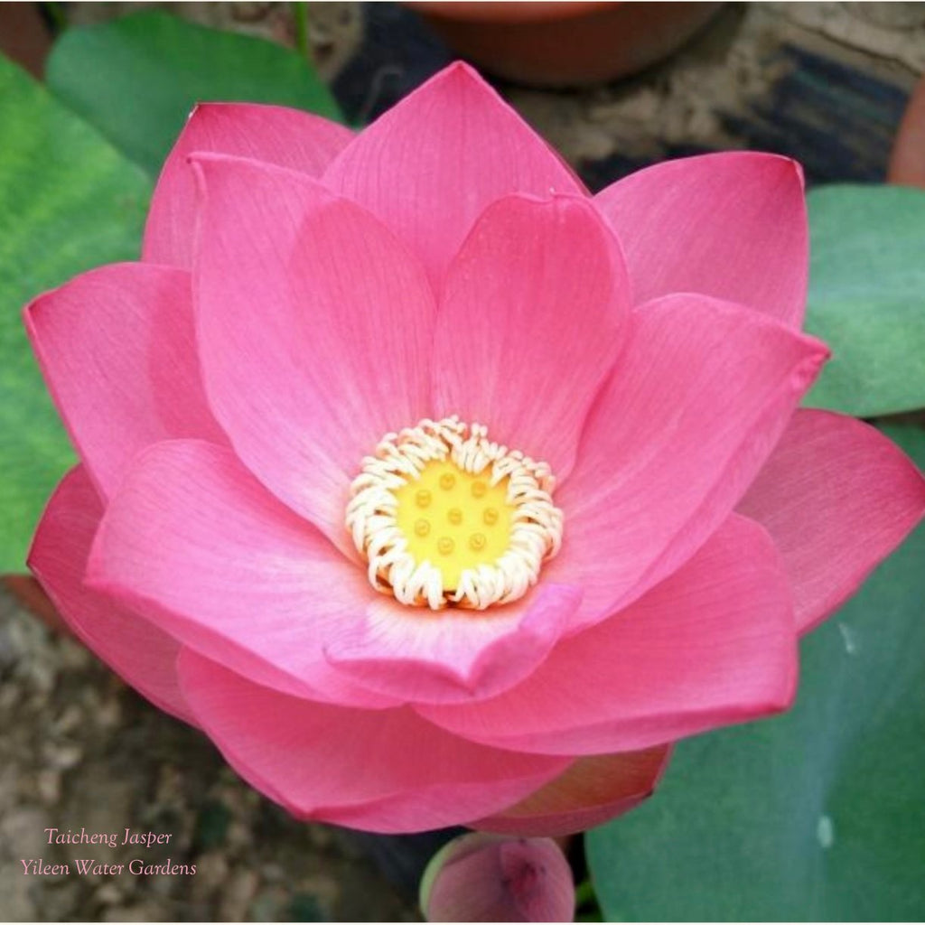 2025 Taicheng Jasper Lotus - Ten Mile Creek Nursery