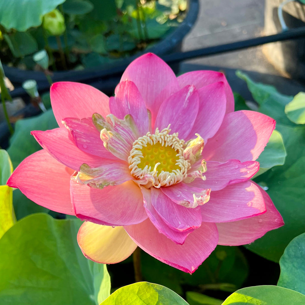 2025 Taicheng Jasper Lotus - Ten Mile Creek Nursery