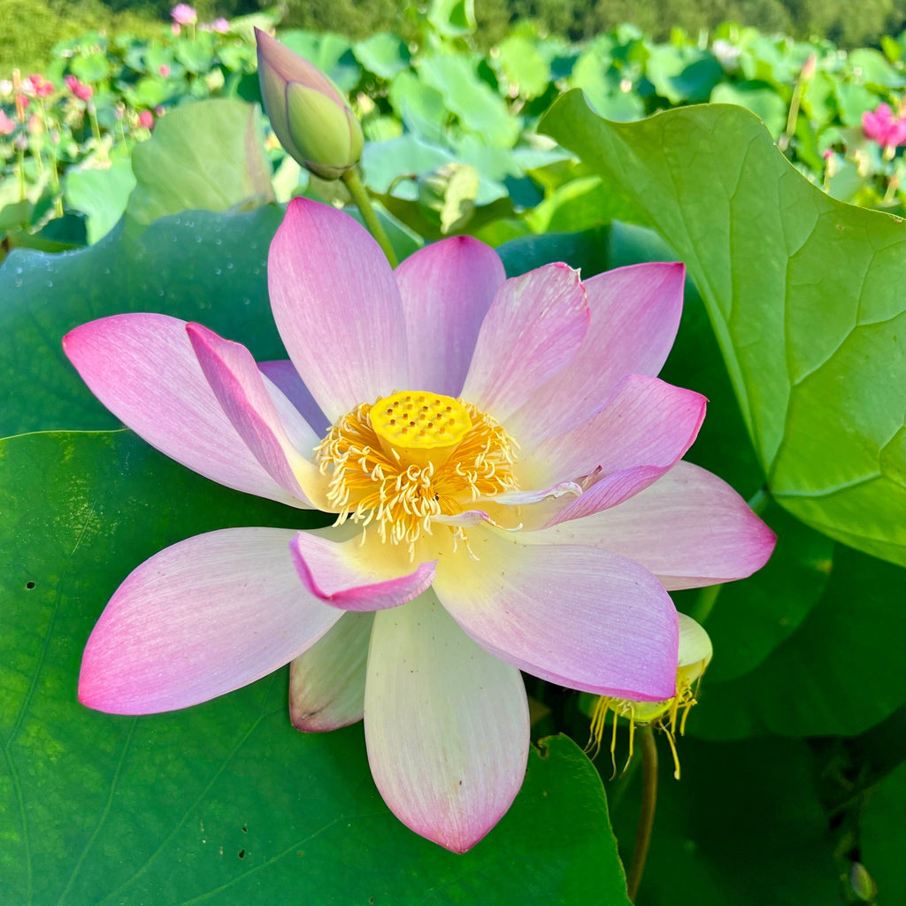 2025 Taicheng Jasper Lotus - Ten Mile Creek Nursery