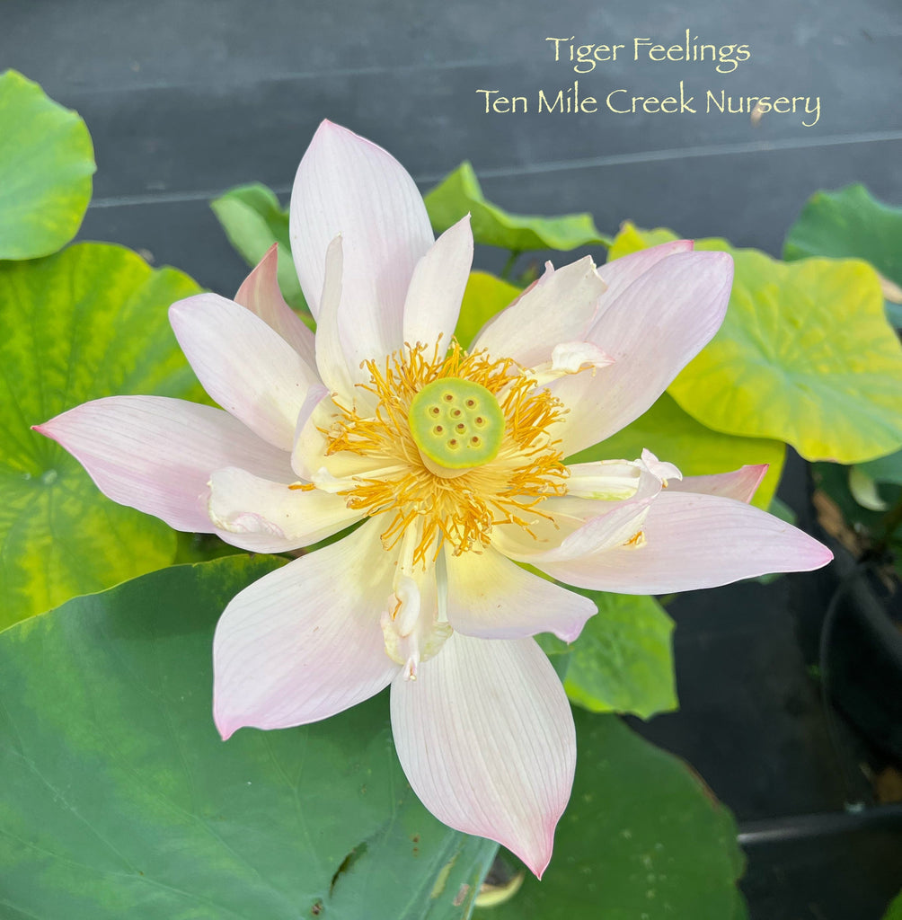 2025 Tiger Feelings - Ten Mile Creek Nursery