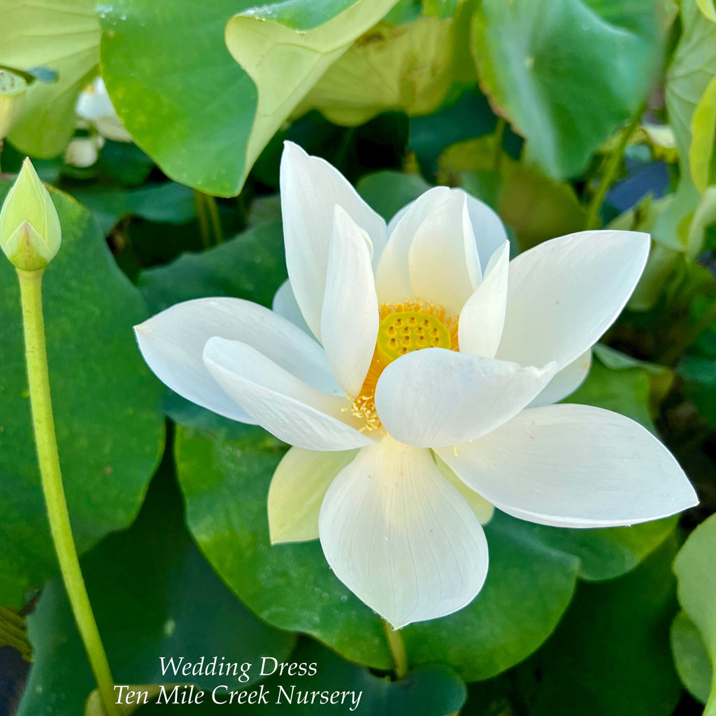 2025 Wedding Dress Lotus - Ten Mile Creek Nursery