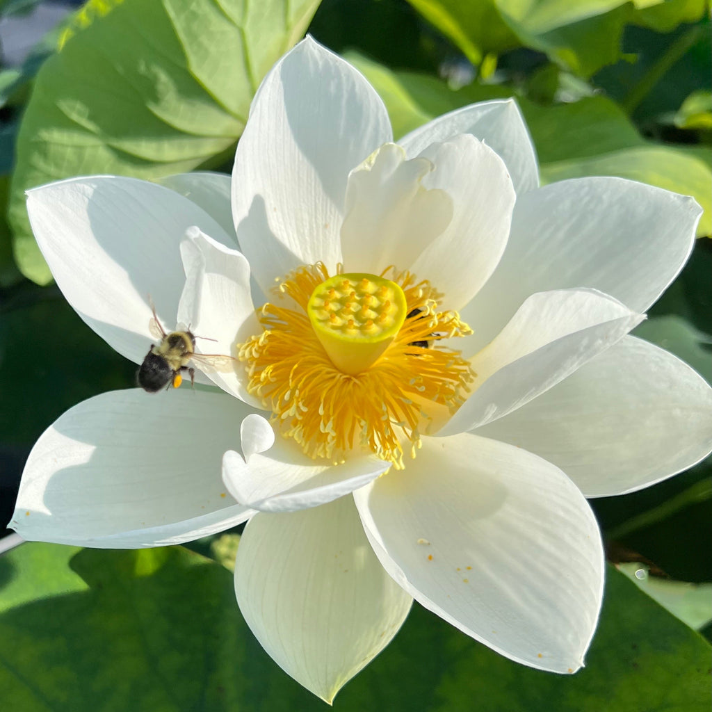 2025 Wedding Dress Lotus - Ten Mile Creek Nursery