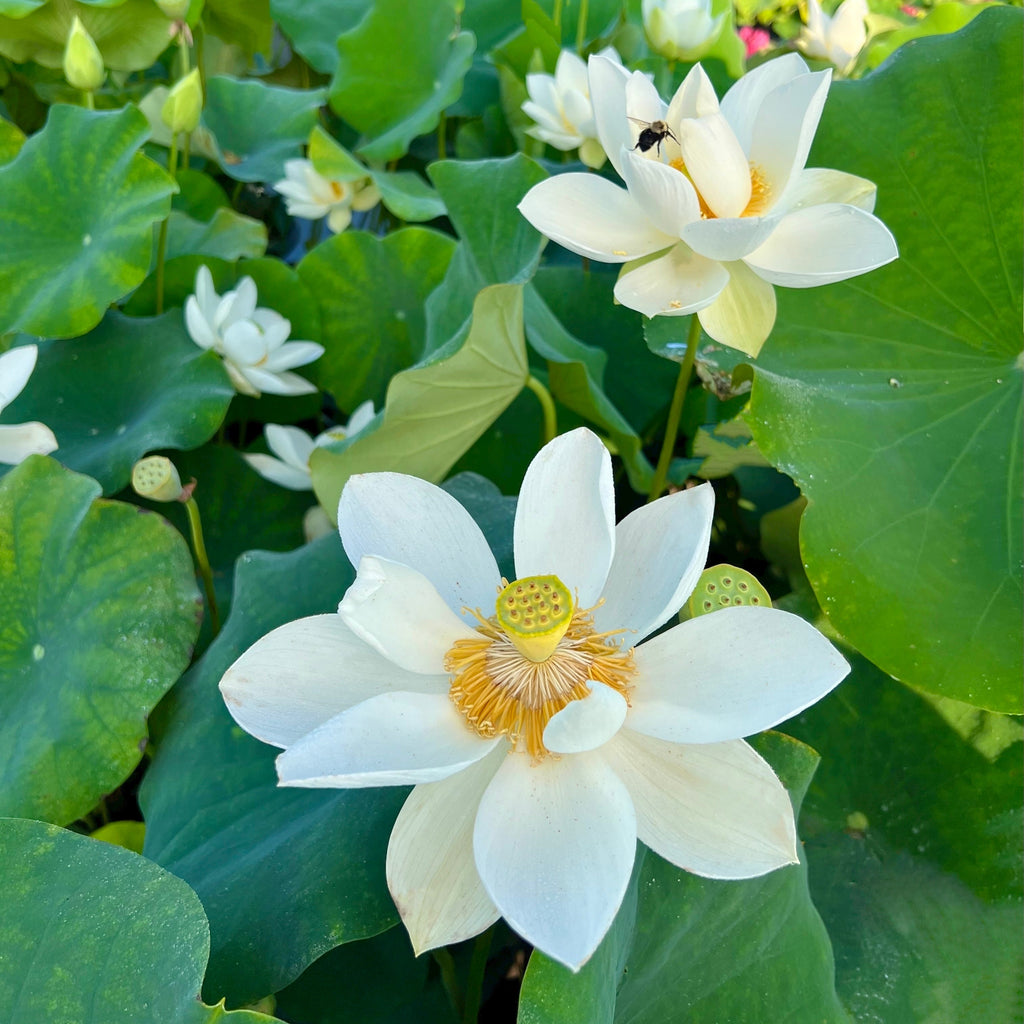 2025 Wedding Dress Lotus - Ten Mile Creek Nursery