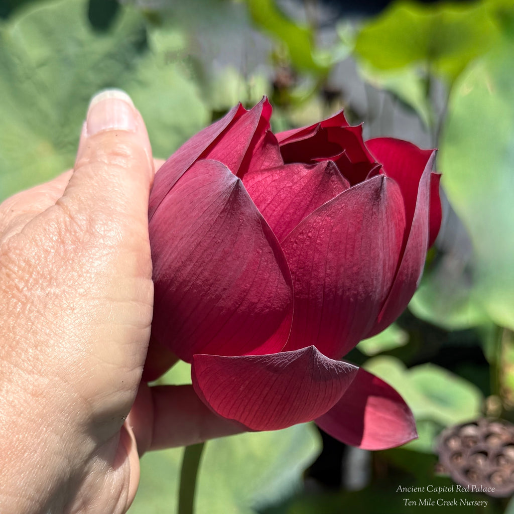 Ancient Capitol Red Palace Lotus - Electric Red
