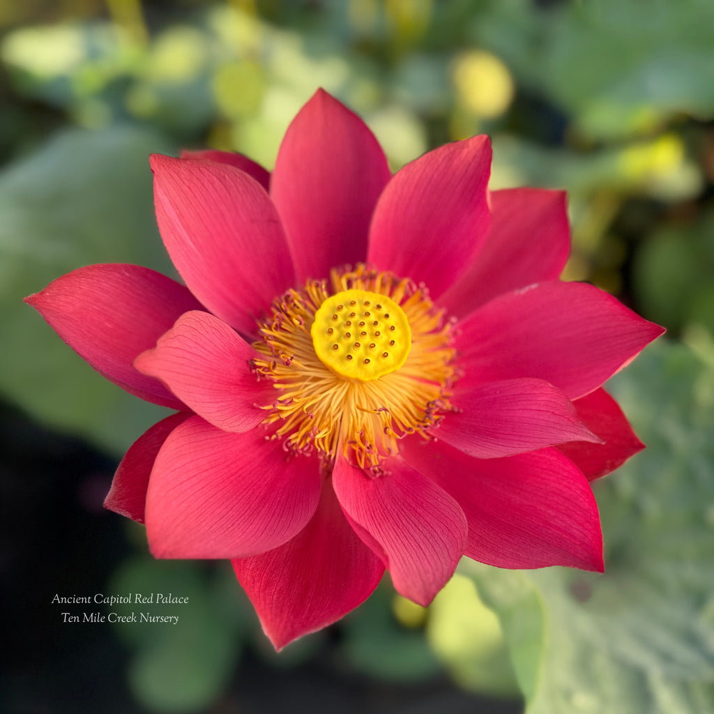 Ancient Capitol Red Palace Lotus - Electric Red