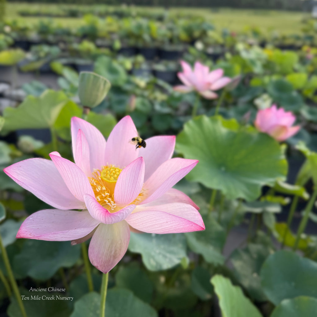 Ancient Chinese Lotus - Huge Flowers!