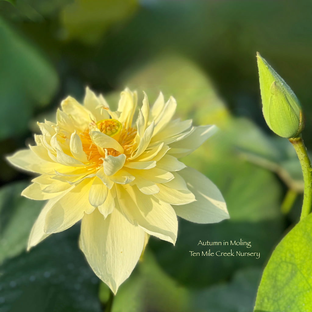 Autumn in Moling Lotus- Always a Favorite!