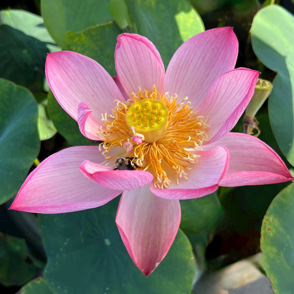 2026 Beauty Makeup Lotus