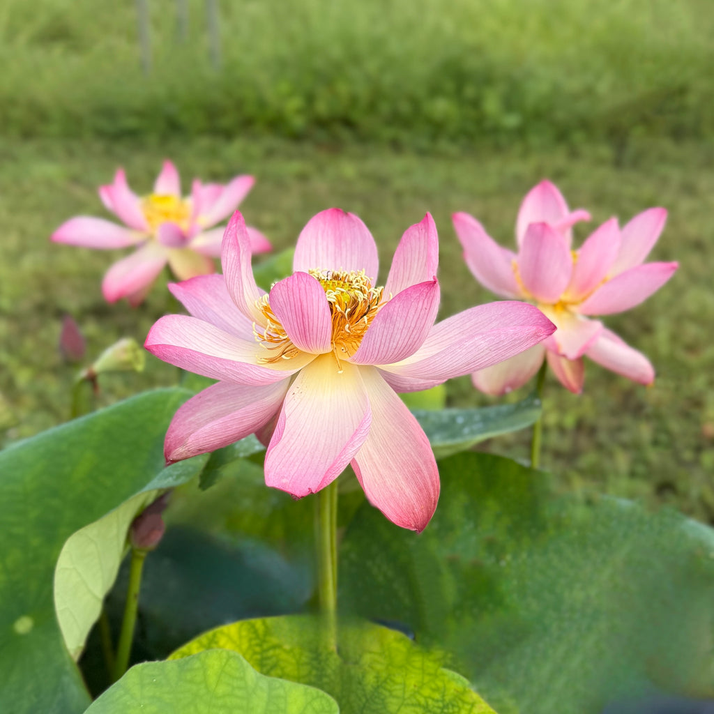 2026 Beauty Makeup Lotus