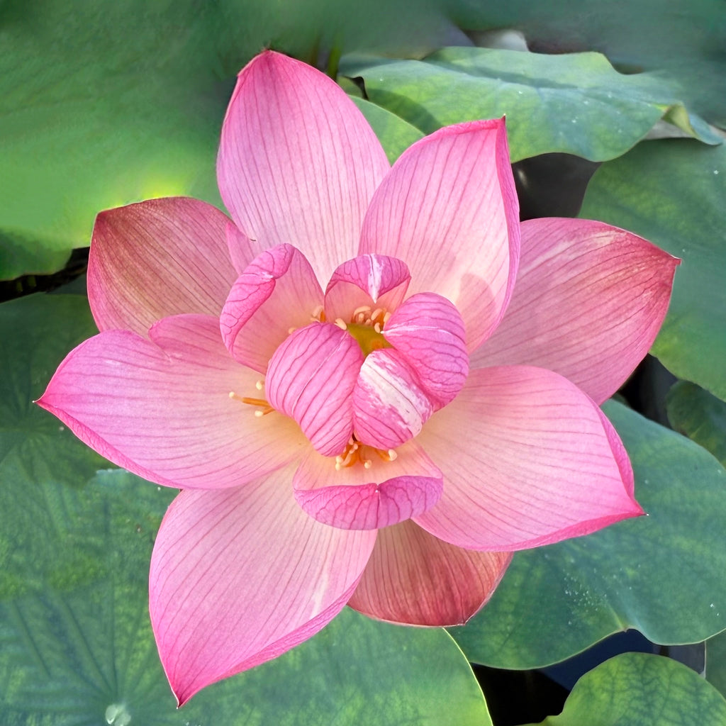 2026 Beauty Makeup Lotus
