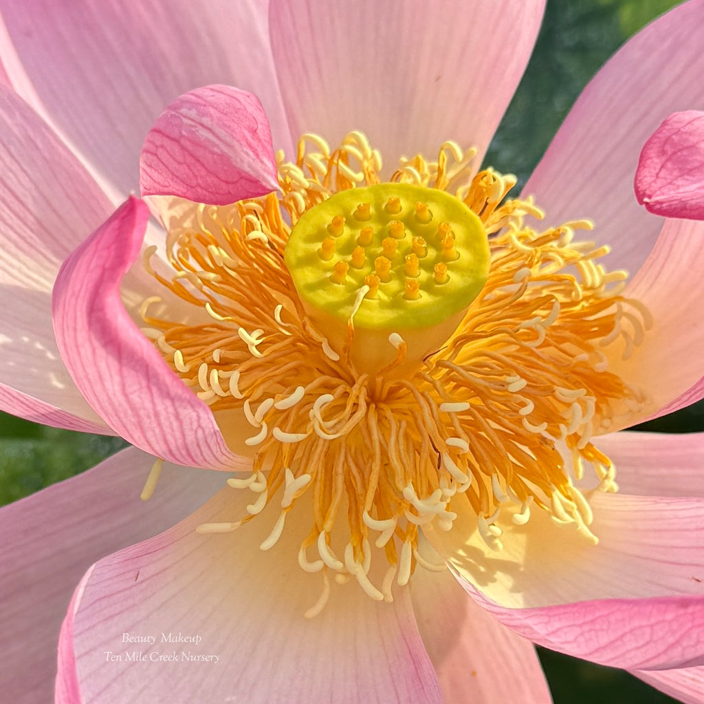 Beauty Makeup Lotus