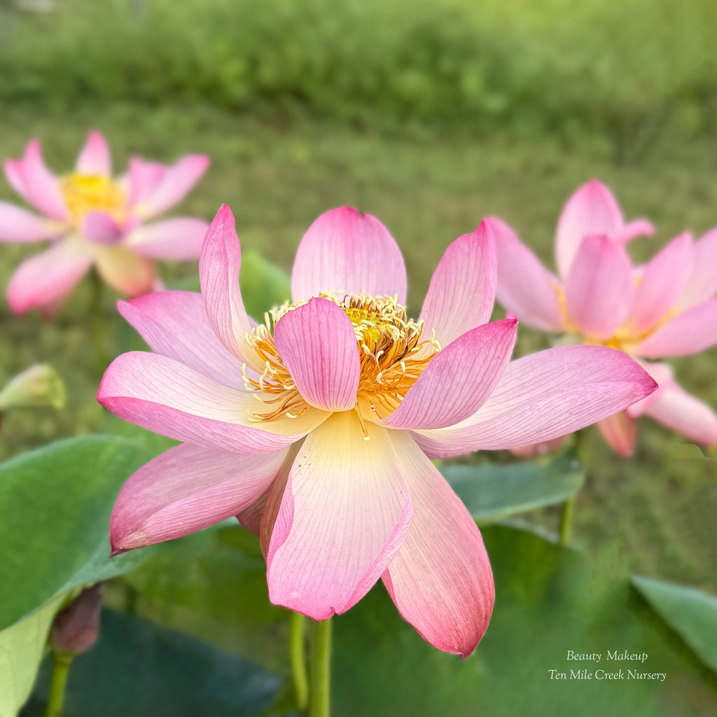 Beauty Makeup Lotus