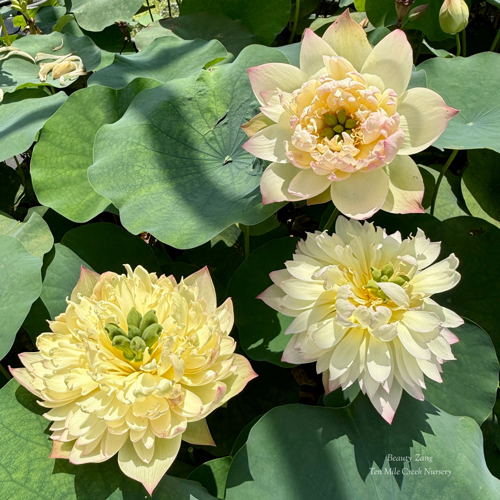 Beauty Zang Lotus - Color Perfection!