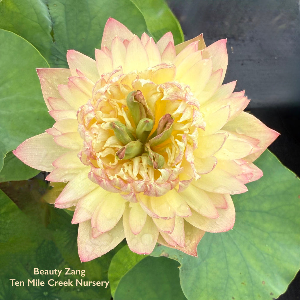 Beauty Zang Lotus - Color Perfection!