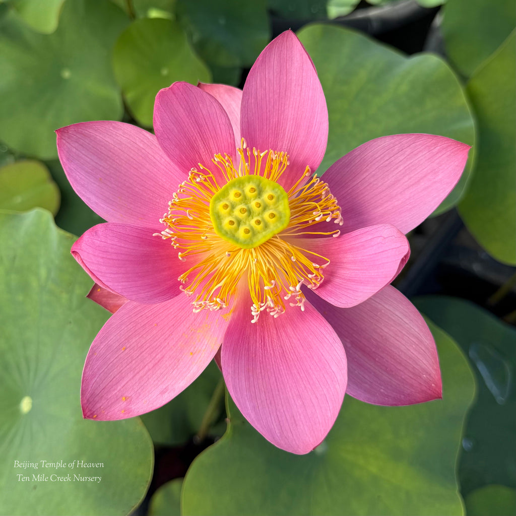Beijing Temple of Heaven Lotus - Celestial Beauty!