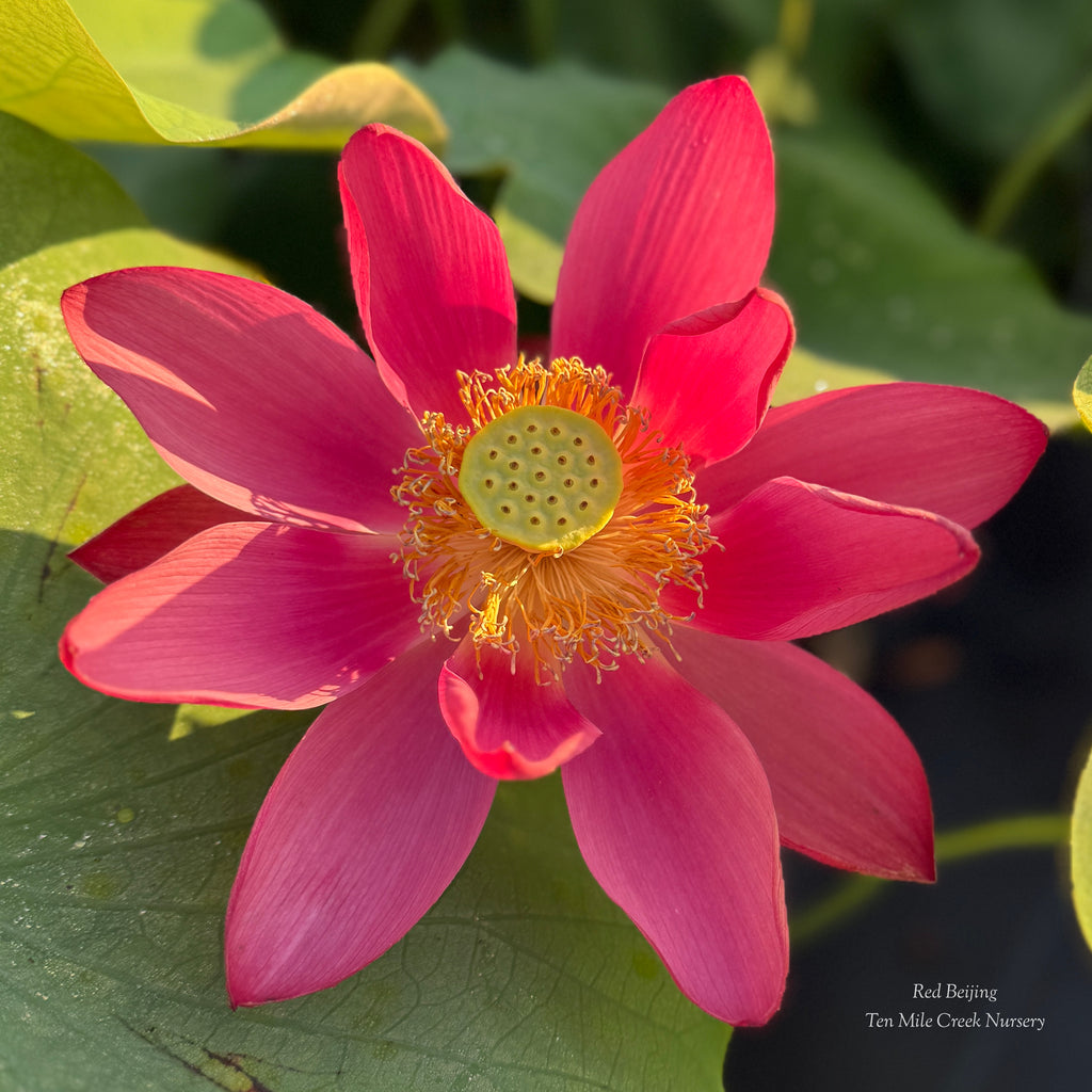 Chinese Red Beijing - Stunning RED
