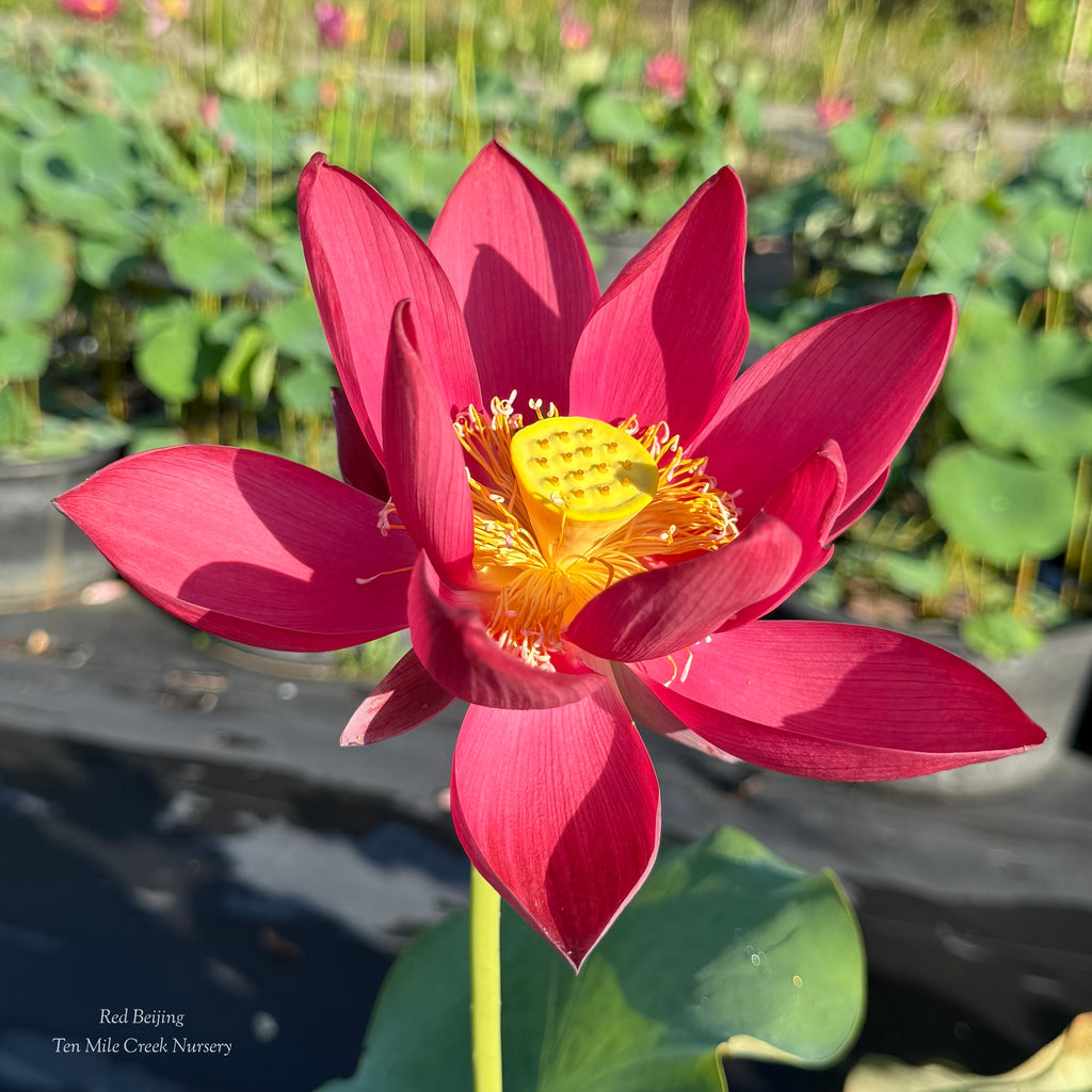 Chinese Red Beijing - Stunning RED