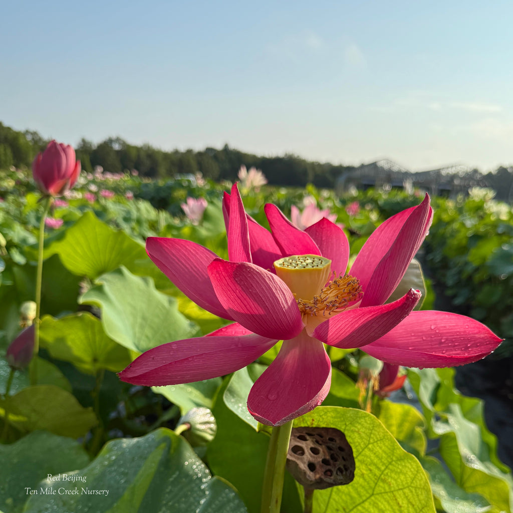 Chinese Red Beijing - Stunning RED