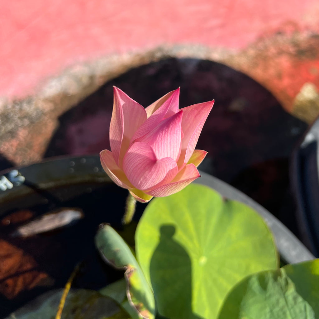 2026 Bell Boy Miniature Lotus