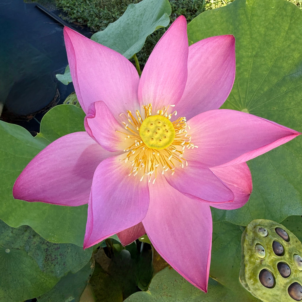 Mini Fall Lotus Exquisite, Micro Lotus, Teacup Lotus – Ten Mile Creek Nursery