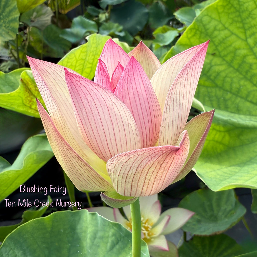 Blushing Fairy Lotus