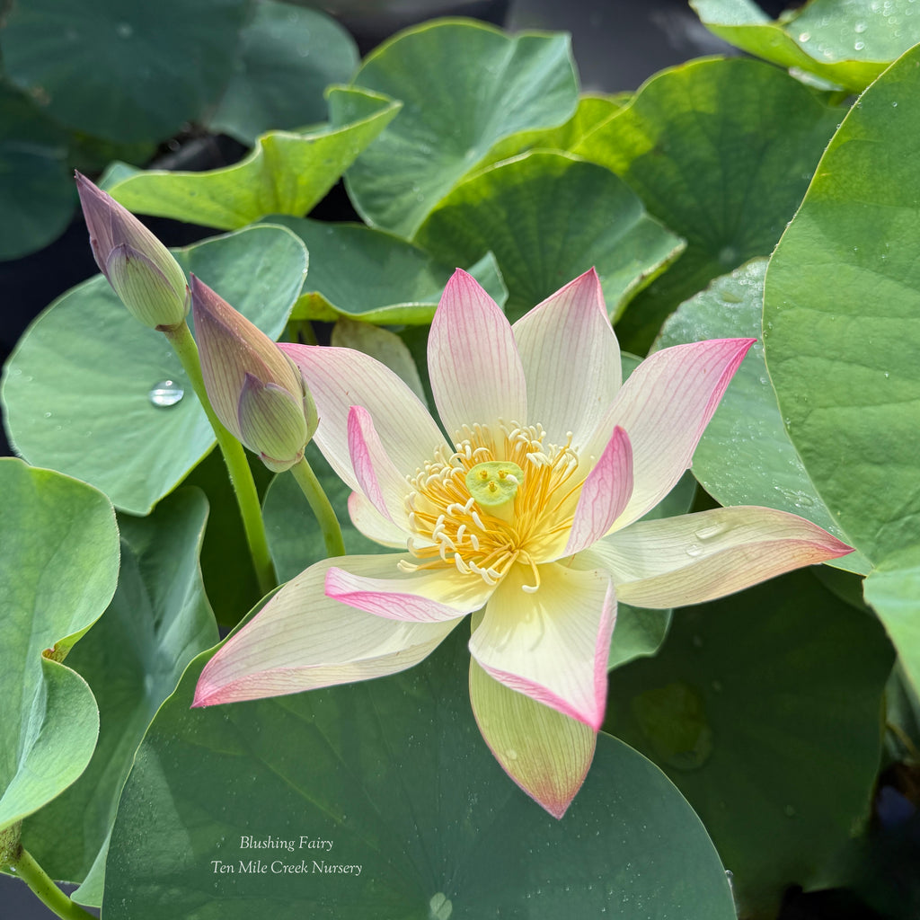 Blushing Fairy Lotus