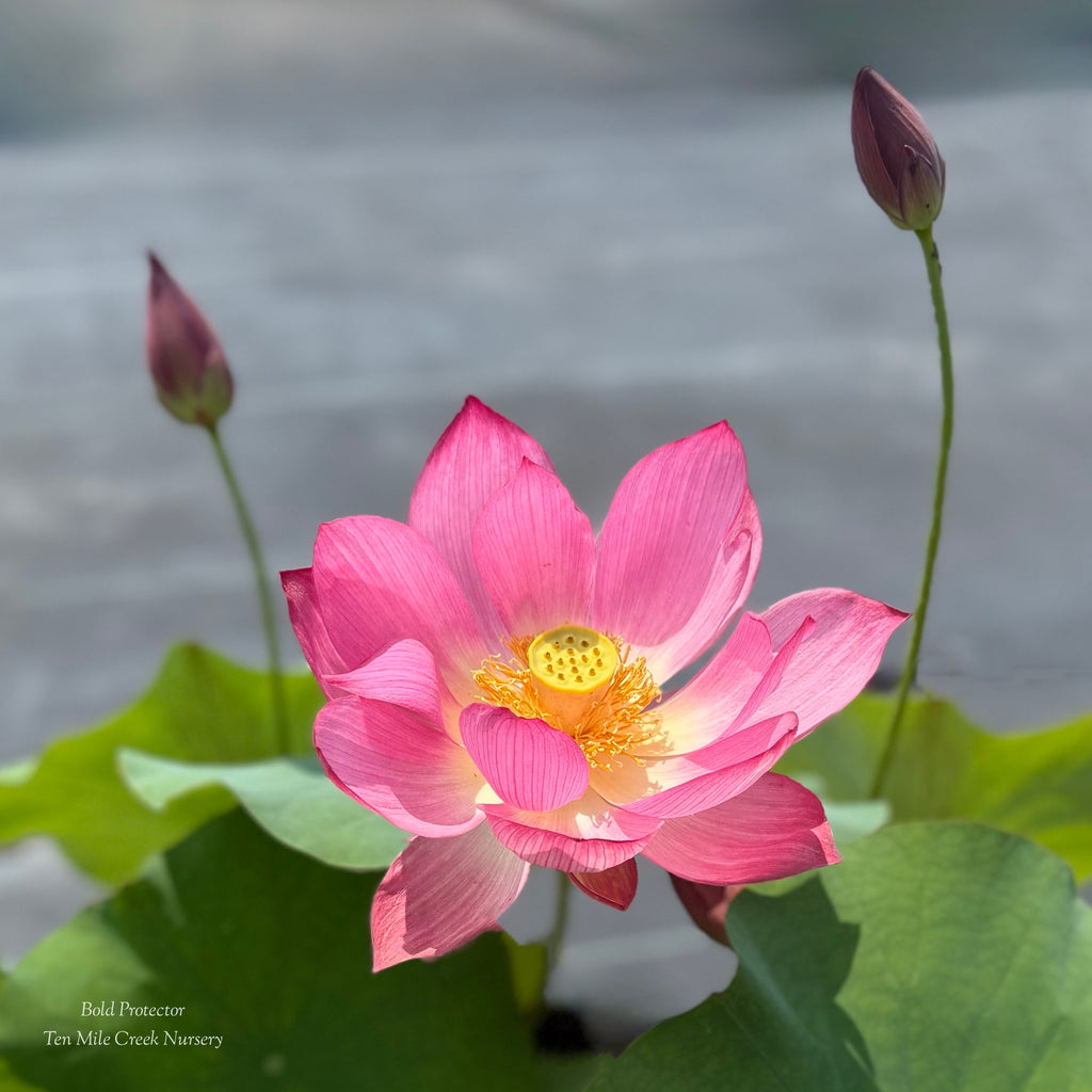 Bold Protector Lotus - Magnificent Flowers!