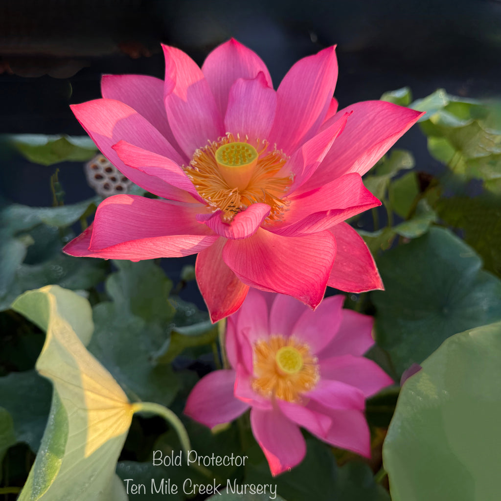Bold Protector Lotus - Magnificent Flowers!