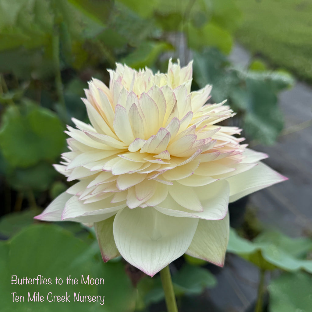 Butterfly to the Moon Lotus