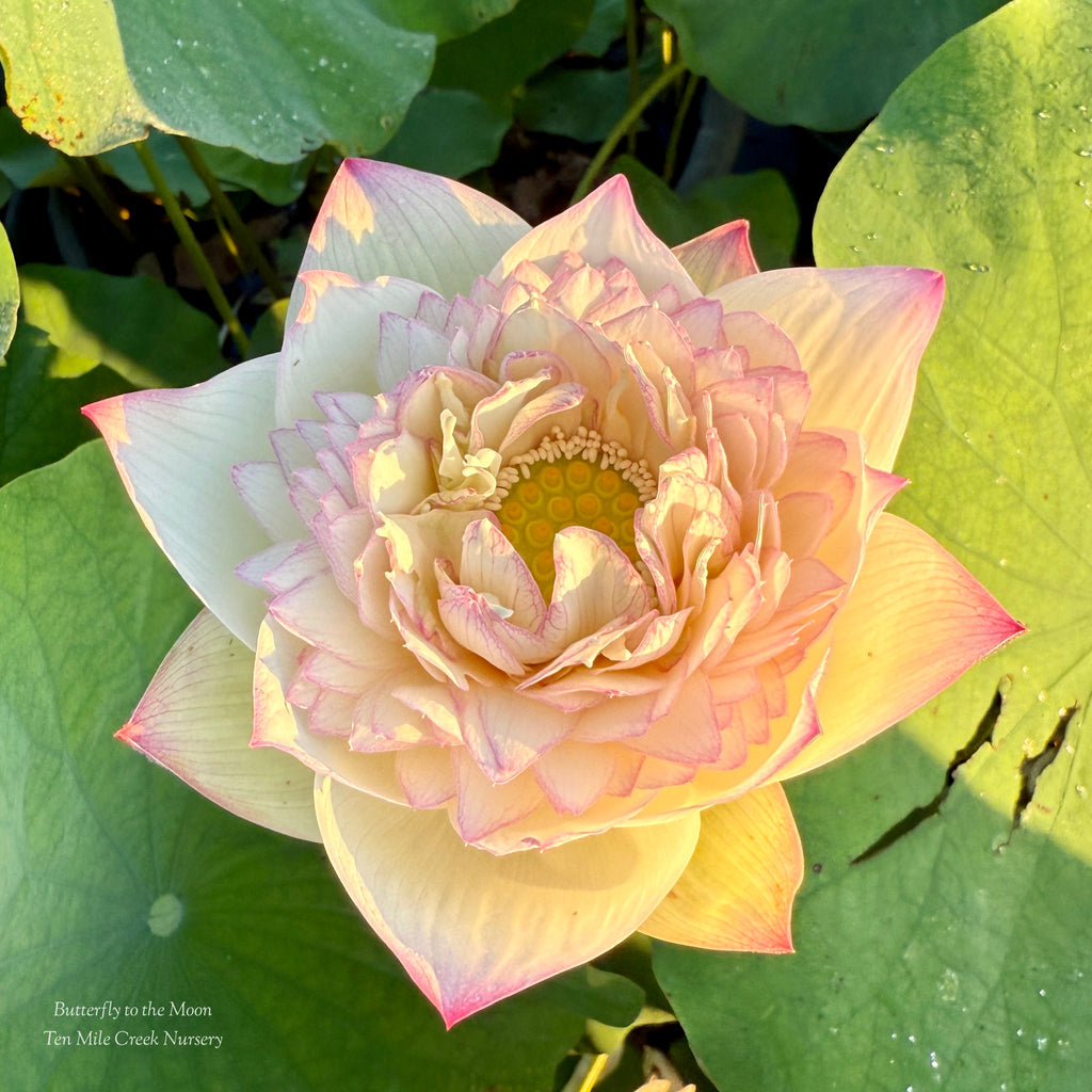 Butterfly to the Moon Lotus