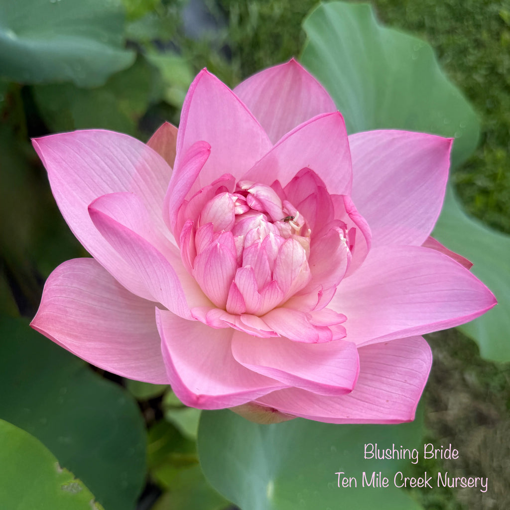 Blushing Bride Lotus - Perfect Bouquet Shape!