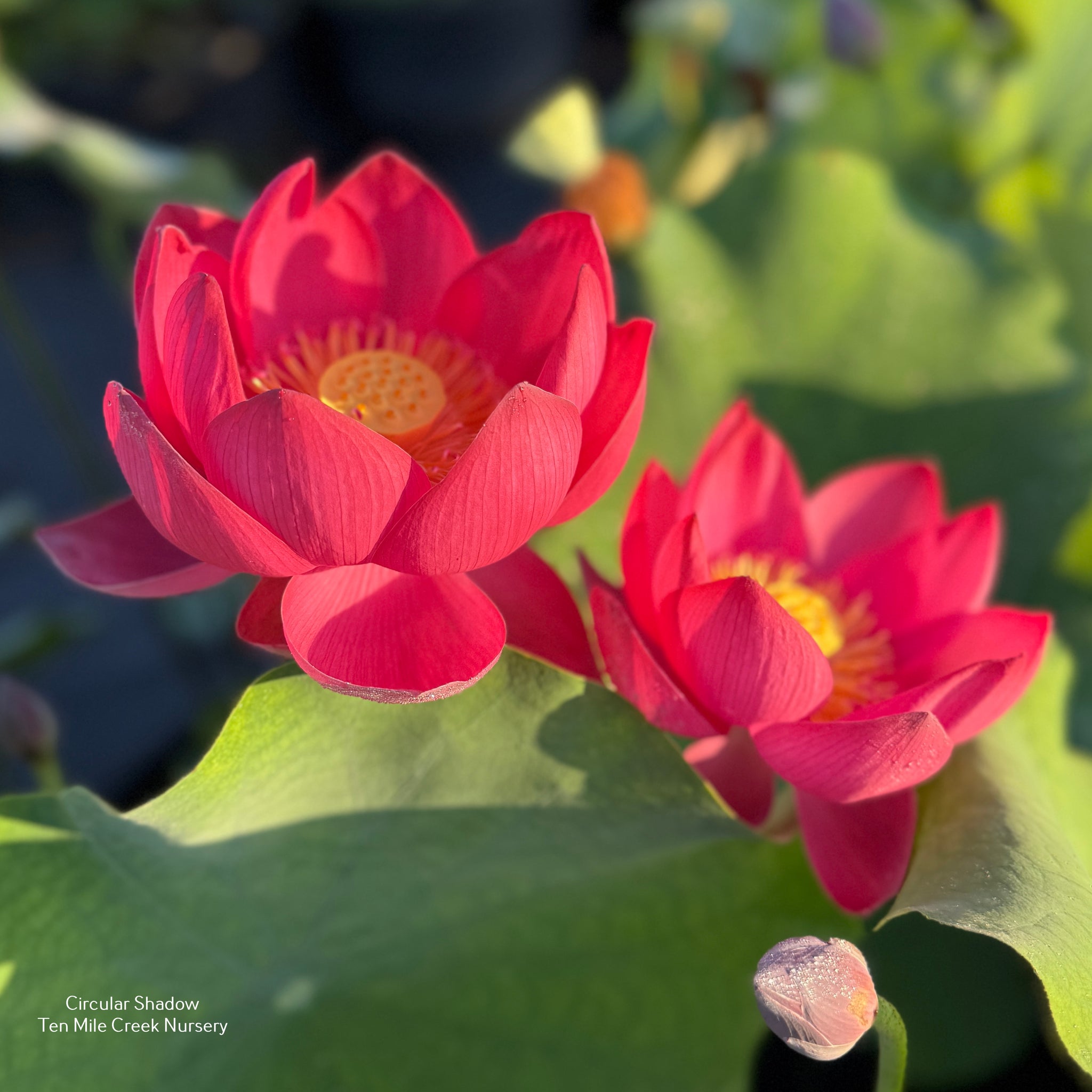 2026 Circular Shadow - Huge Flowers! – Ten Mile Creek Nursery