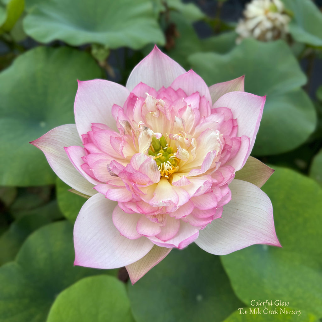 Colorful Glow Lotus
