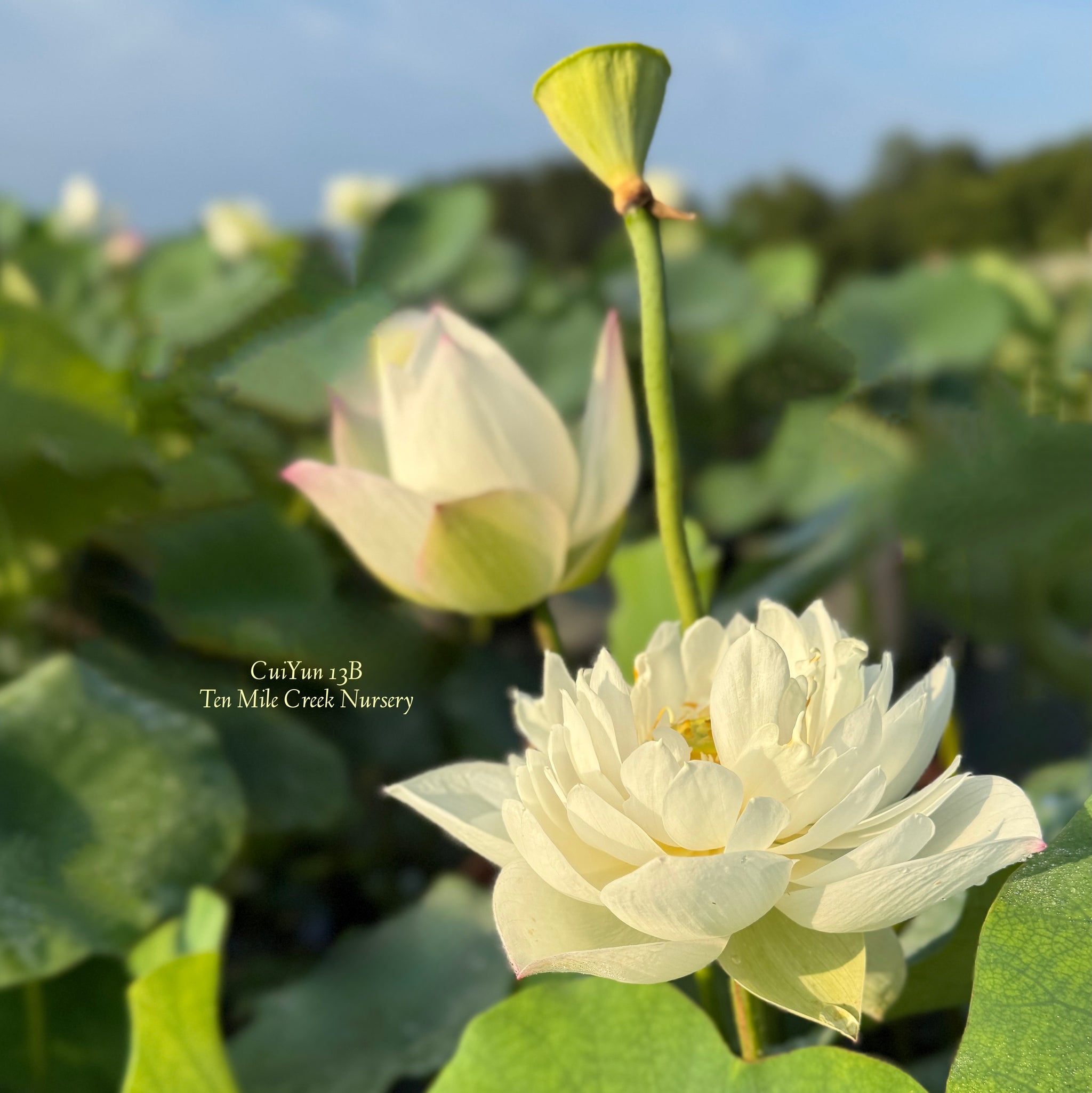 蓮の苗1個( Elena Lotus ) 蓮の苗1個( gold splash hibiscus lotus ) - メルカリ