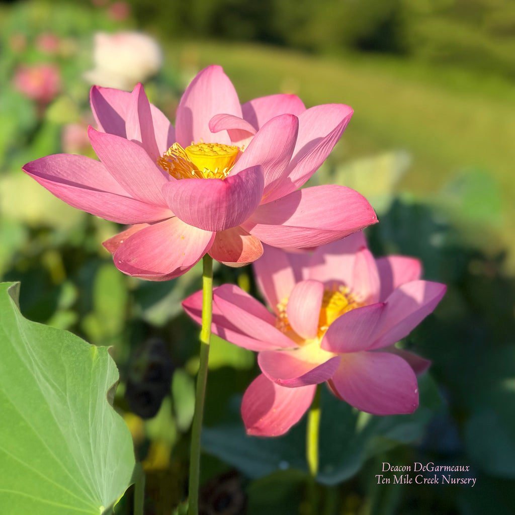 Deacon de Garmeaux Lotus - Huge Flowers!