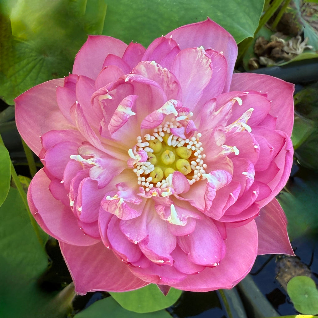 Double Rose Lotus – Ten Mile Creek Nursery