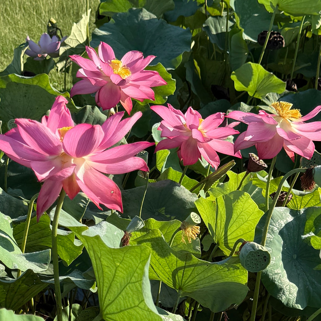 2026 East Lake Pink Lotus - Always a Favorite!