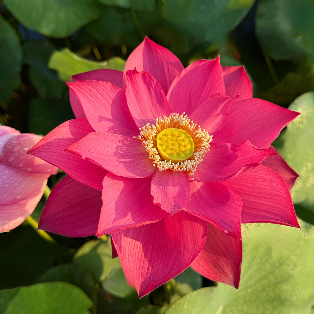 2026 East Lake Pink Lotus - Always a Favorite!