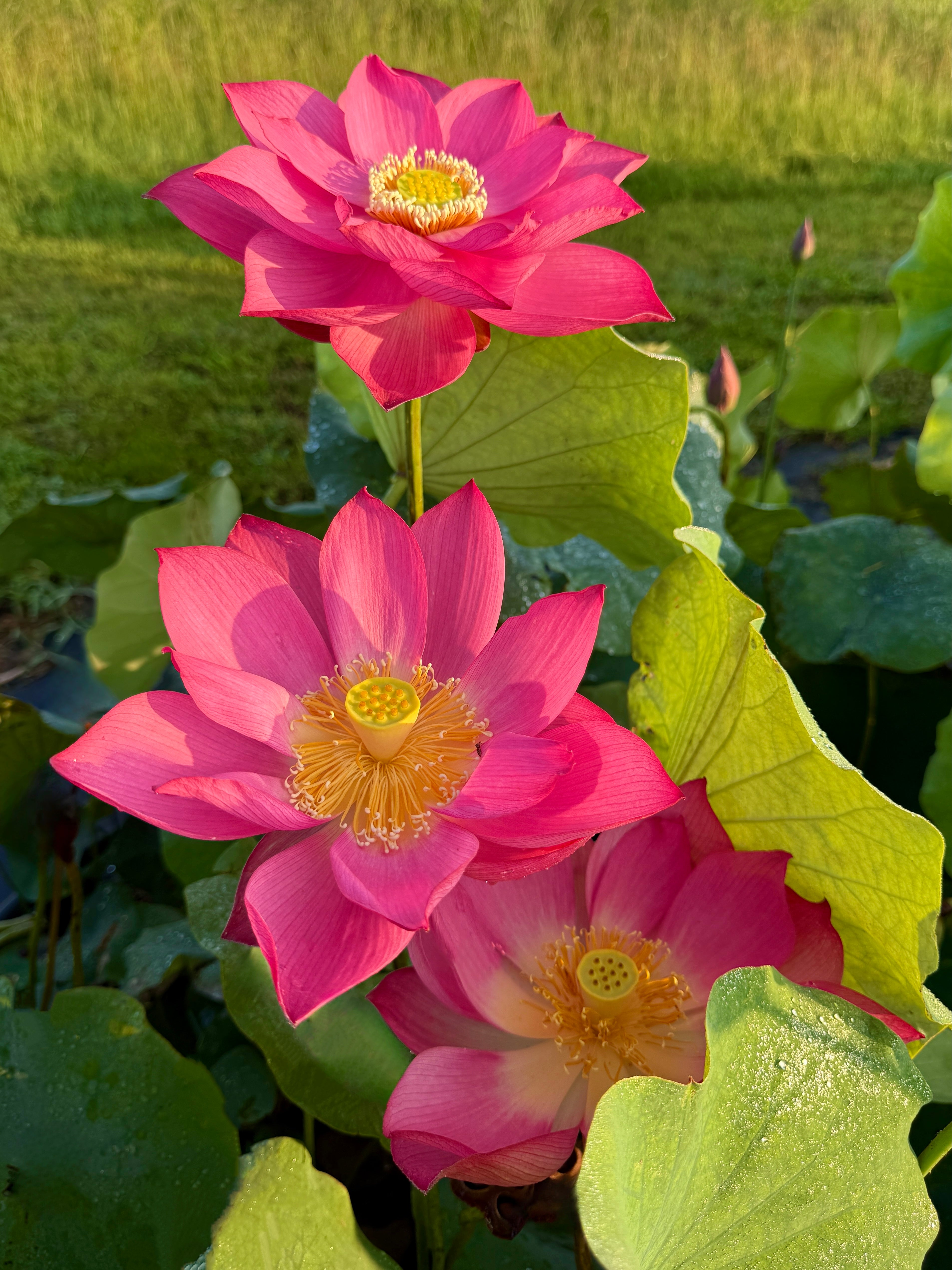 lotus flower plants East Lake Pink