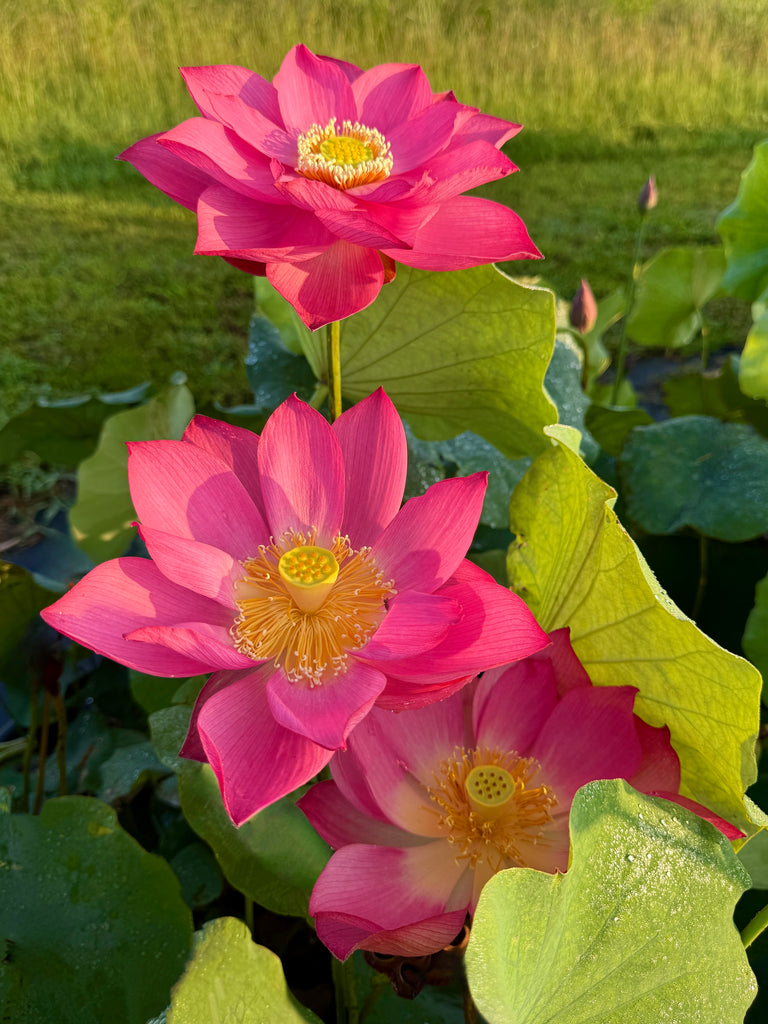 2026 East Lake Pink Lotus - Always a Favorite!