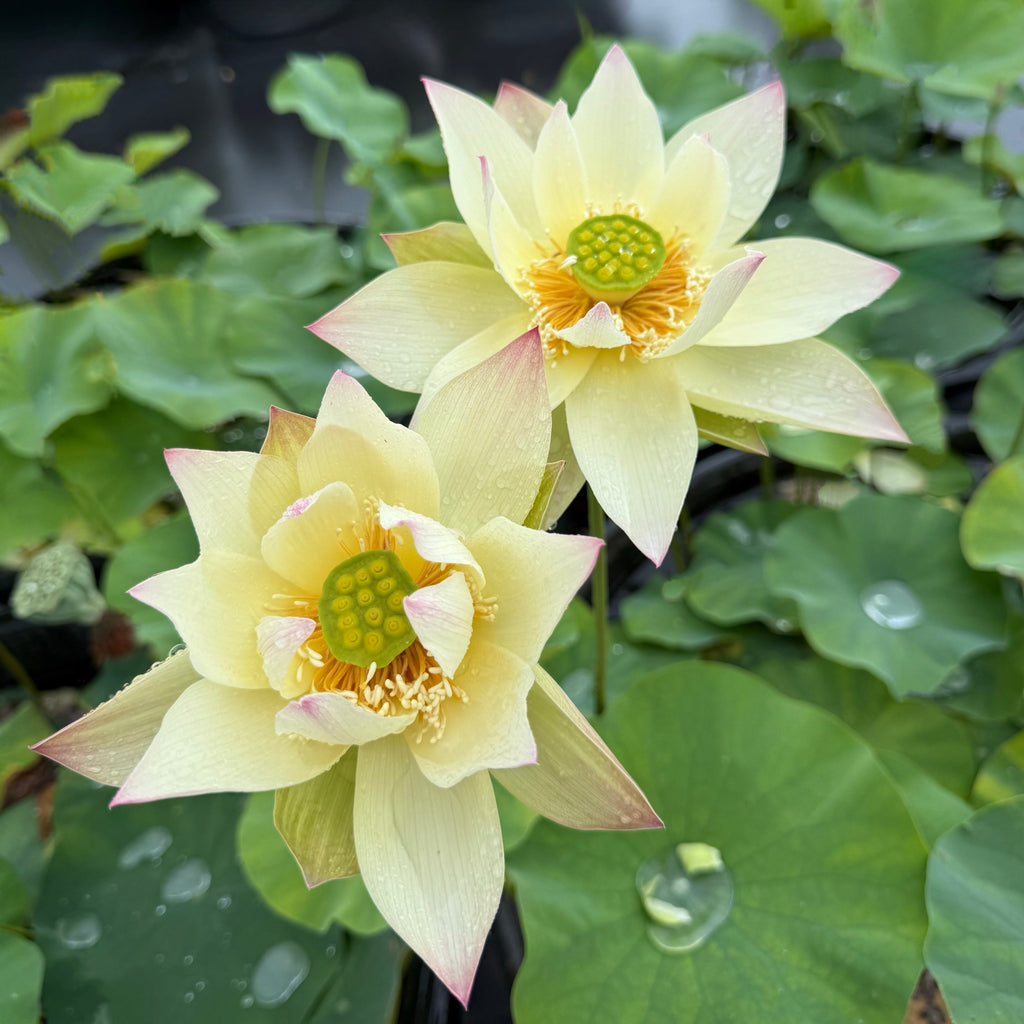 2026 Flower on Silk Road