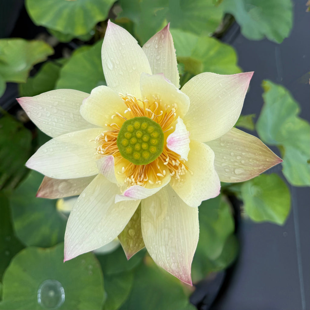 2026 Flower on Silk Road