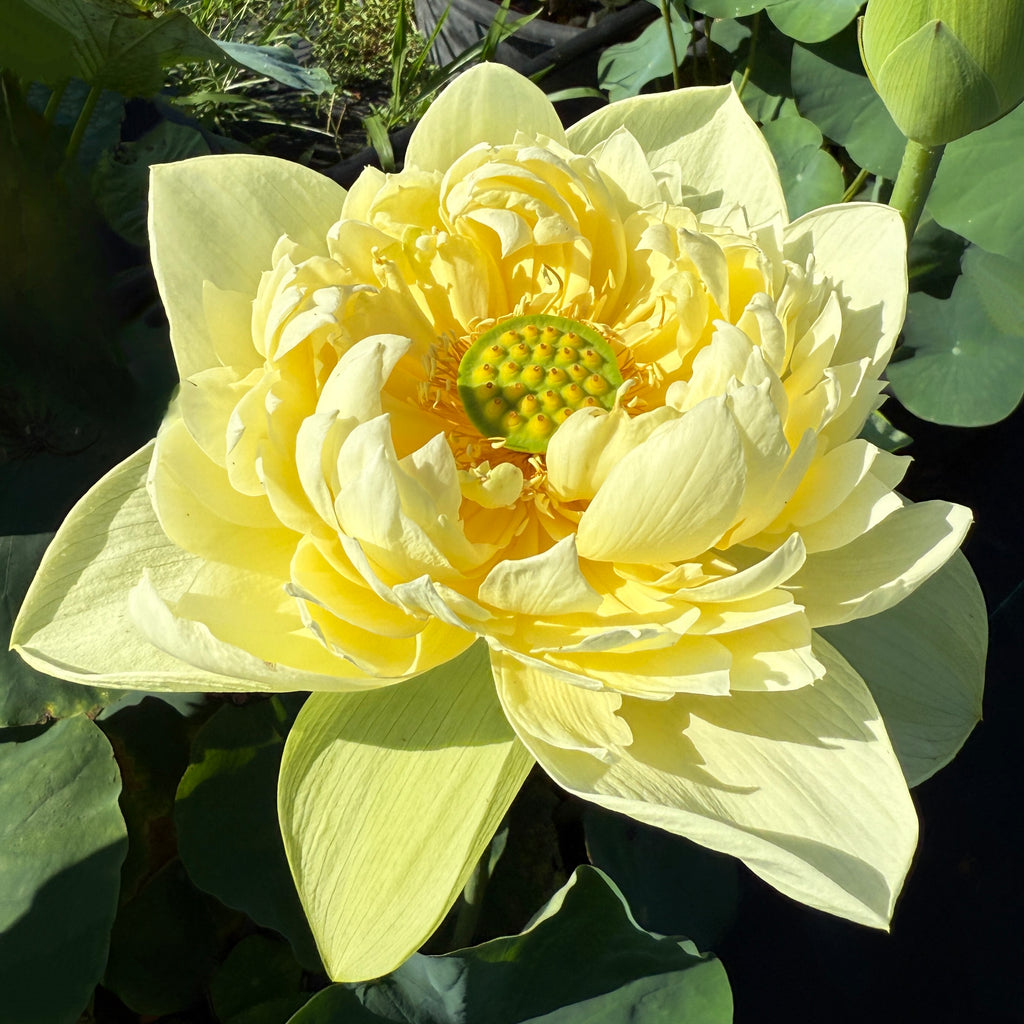 2026 Golden Builder Lotus - Super Bloomer!